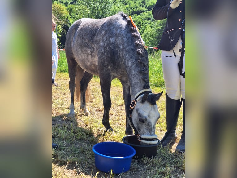 Galés-A Caballo castrado 5 años 123 cm in Frankenthal (Pfalz)