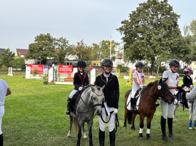 Galés-A Caballo castrado 5 años 123 cm in Frankenthal (Pfalz)