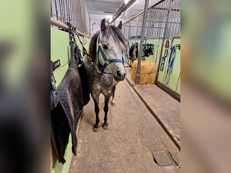 Galés-A Caballo castrado 5 años 123 cm in Frankenthal (Pfalz)