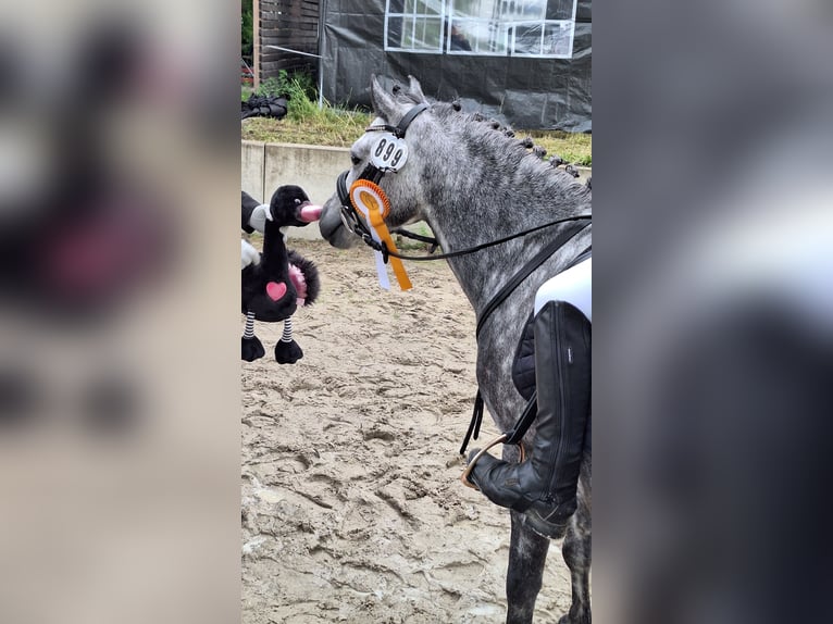 Galés-A Caballo castrado 5 años 123 cm in Frankenthal (Pfalz)