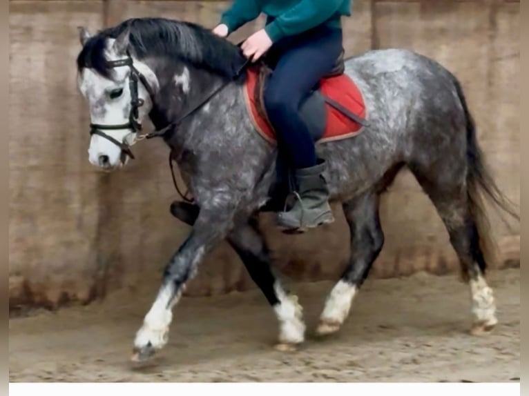 Galés-A Caballo castrado 5 años 123 cm Tordo rodado in Burgdorf