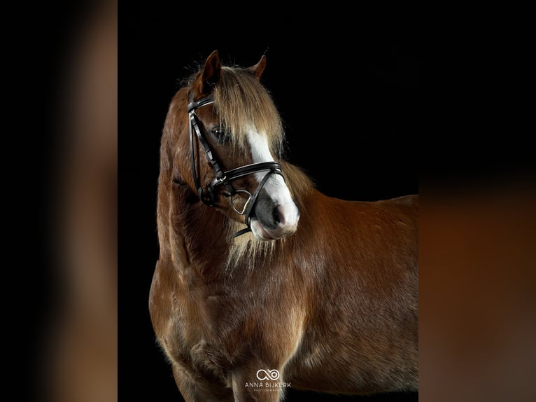 Galés-A Caballo castrado 5 años 124 cm Alazán in Huissen