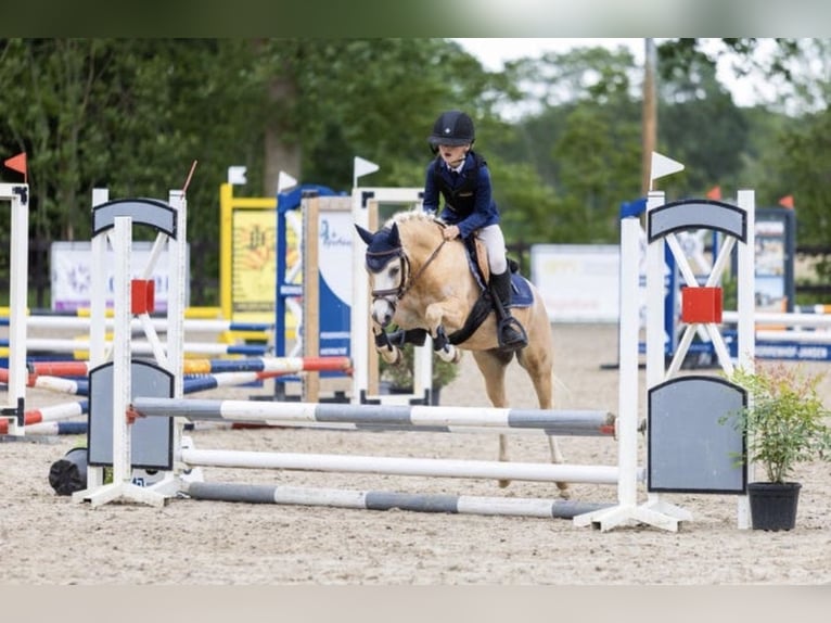 Galés-A Caballo castrado 5 años 124 cm Palomino in Anerveen