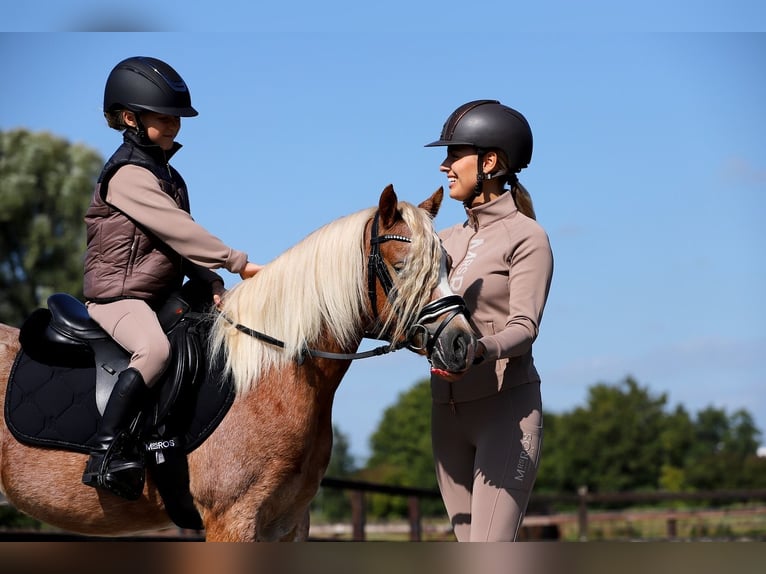 Galés-A Caballo castrado 5 años 126 cm Alazán rojizo in Groningen