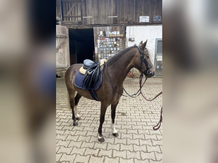 Galés-A Mestizo Caballo castrado 5 años 126 cm Alazán-tostado in Deuerling