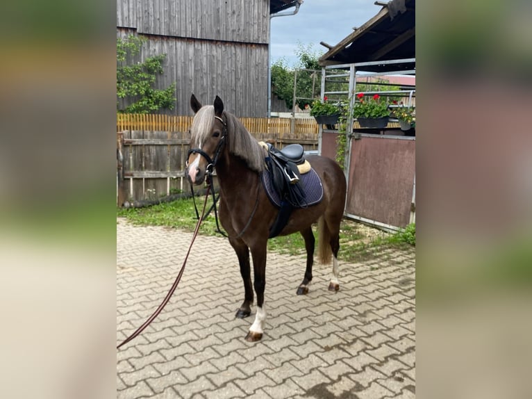 Galés-A Mestizo Caballo castrado 5 años 126 cm Alazán-tostado in Deuerling