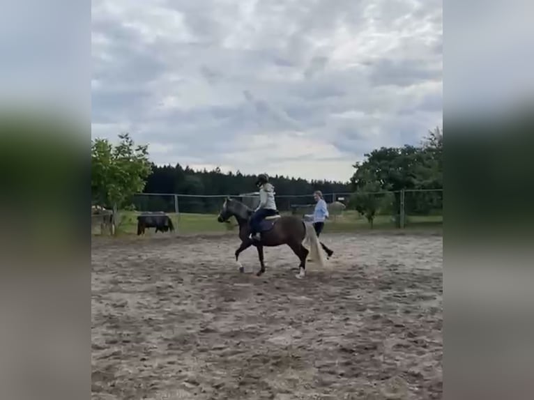Galés-A Mestizo Caballo castrado 5 años 126 cm Alazán-tostado in Deuerling