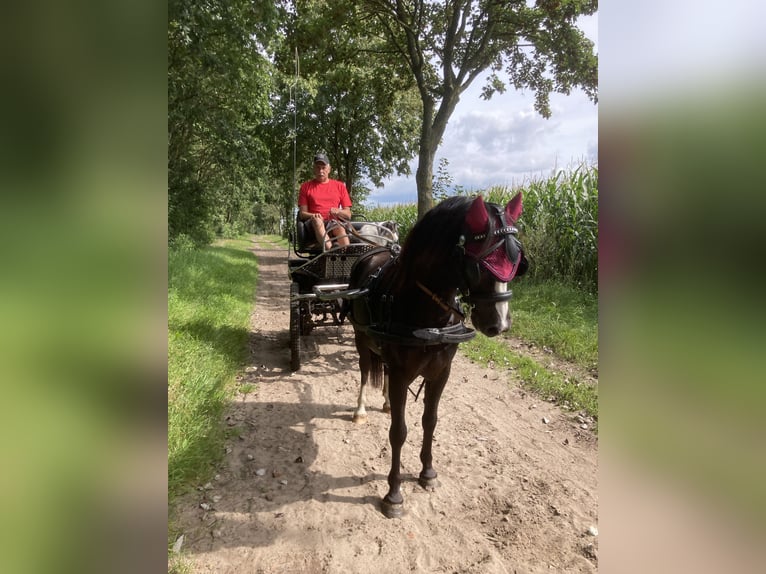 Galés-A Caballo castrado 5 años 126 cm Negro in Schwanewede