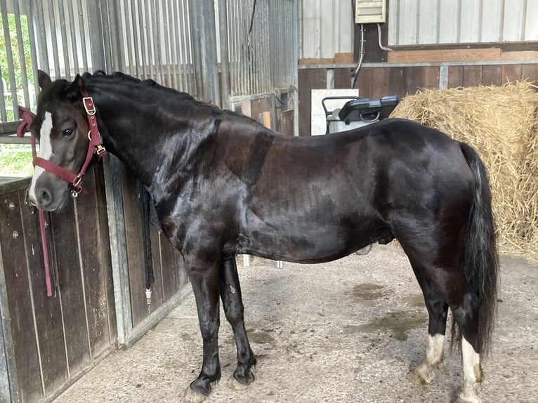 Galés-A Caballo castrado 5 años 126 cm Negro in Schwanewede