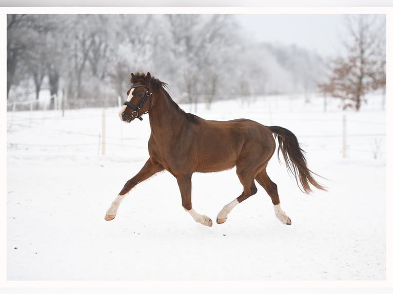 Galés-A Caballo castrado 5 años 127 cm Alazán-tostado in Olsztyn