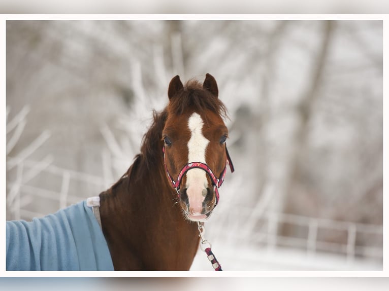 Galés-A Caballo castrado 5 años 127 cm Alazán-tostado in Olsztyn