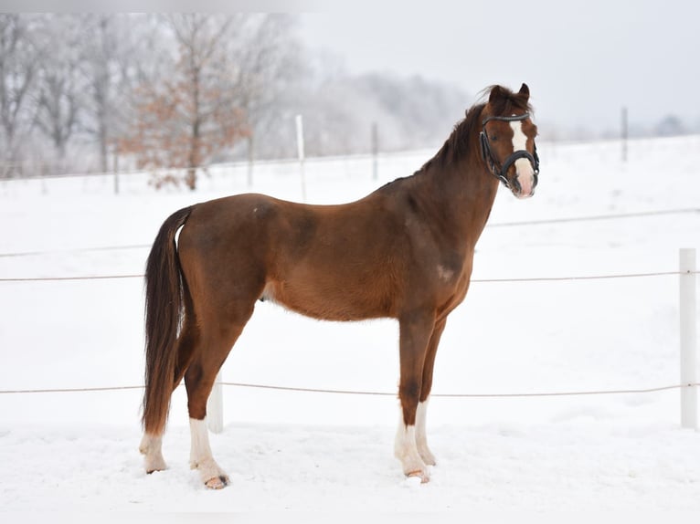 Galés-A Caballo castrado 5 años 127 cm Alazán-tostado in Olsztyn