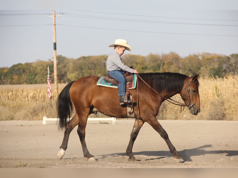 Galés-A Mestizo Caballo castrado 5 años 140 cm Castaño rojizo in Ames, IA