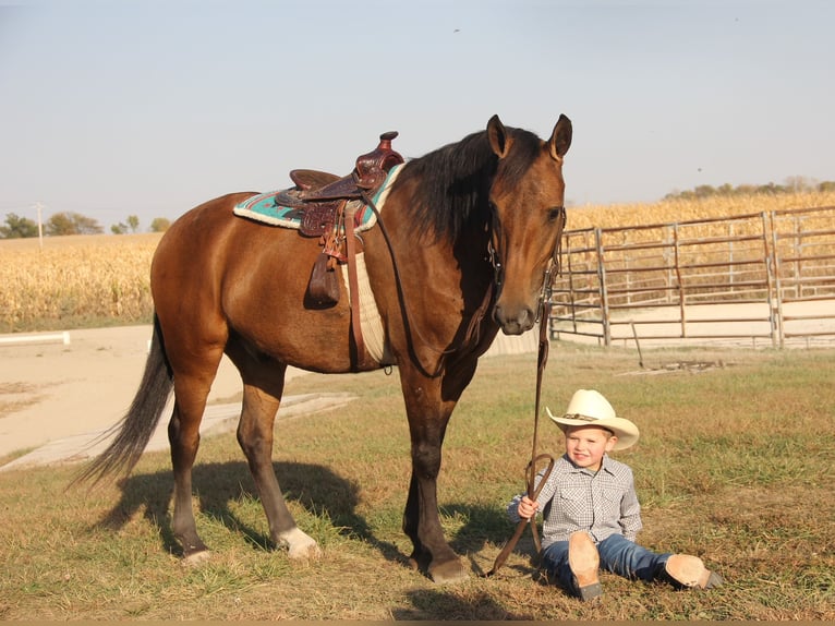 Galés-A Mestizo Caballo castrado 5 años 140 cm Castaño rojizo in Ames, IA