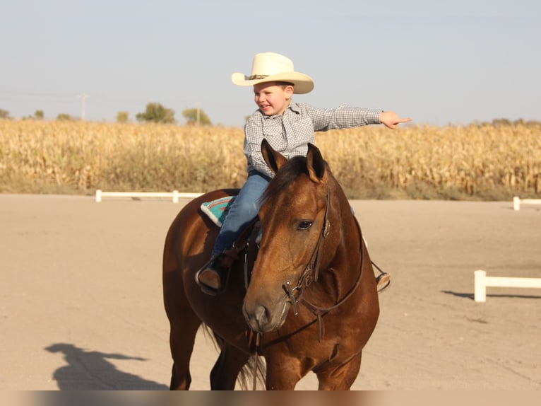 Galés-A Mestizo Caballo castrado 5 años 140 cm Castaño rojizo in Ames, IA