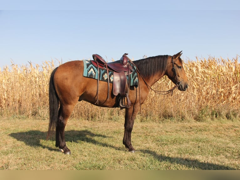 Galés-A Mestizo Caballo castrado 5 años 140 cm Castaño rojizo in Ames, IA