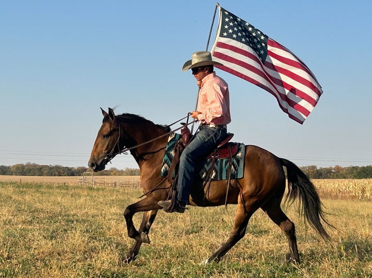 Galés-A Mestizo Caballo castrado 5 años 140 cm Castaño rojizo in Ames, IA