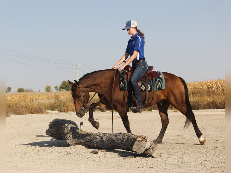 Galés-A Mestizo Caballo castrado 5 años 140 cm Castaño rojizo in Ames, IA