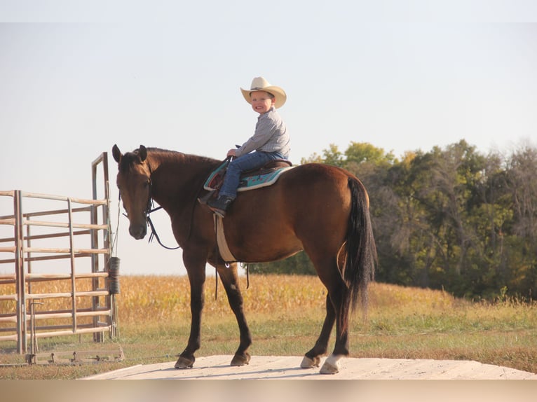 Galés-A Mestizo Caballo castrado 5 años 140 cm Castaño rojizo in Ames, IA