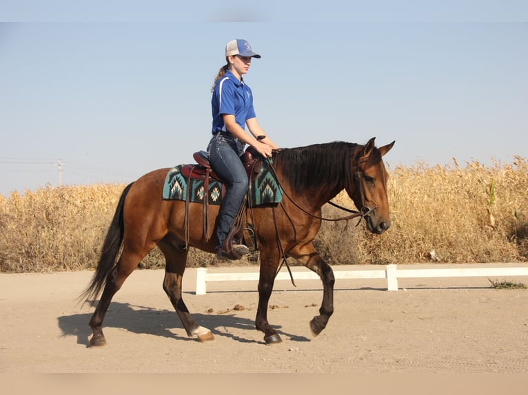 Galés-A Mestizo Caballo castrado 5 años 140 cm Castaño rojizo in Ames, IA