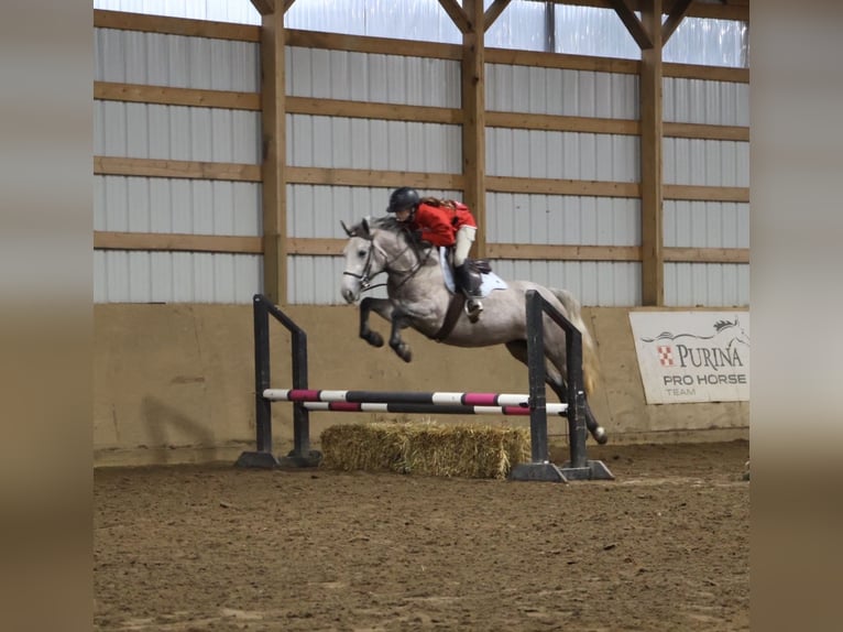 Galés-A Mestizo Caballo castrado 5 años 142 cm Tordo in Howell