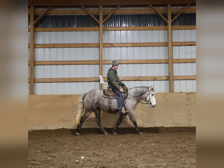 Galés-A Mestizo Caballo castrado 5 años 142 cm Tordo in Howell