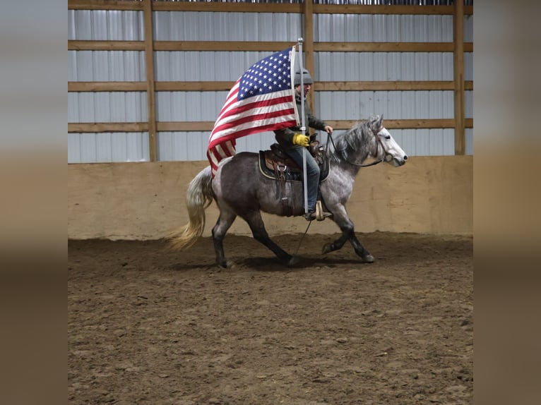 Galés-A Mestizo Caballo castrado 5 años 142 cm Tordo in Howell