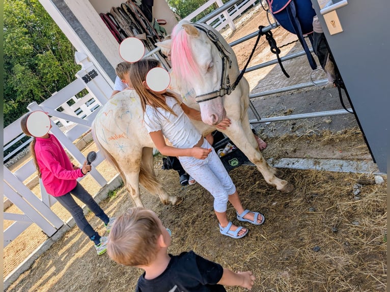 Galés-A Caballo castrado 5 años Cremello in Stockach