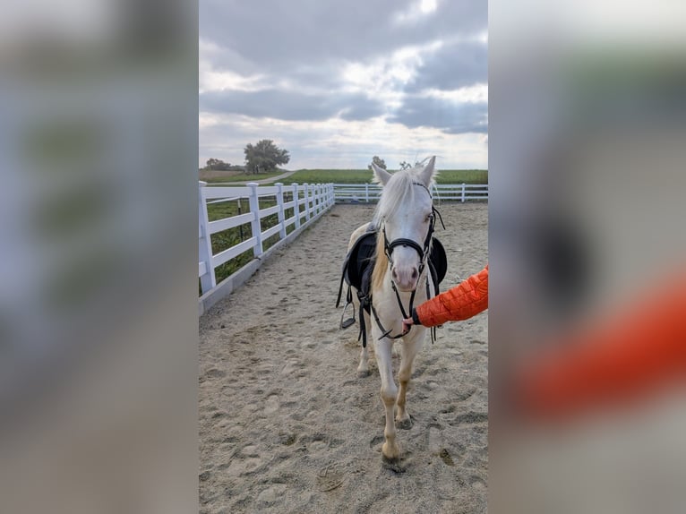 Galés-A Caballo castrado 5 años Cremello in Stockach