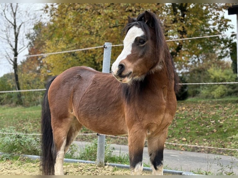 Galés-A Caballo castrado 6 años 110 cm Castaño in Drolshagen