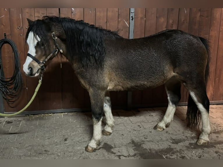 Galés-A Caballo castrado 6 años 110 cm Castaño in Drolshagen