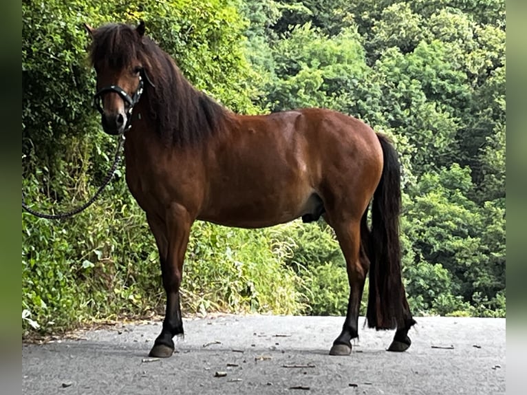 Galés-A Mestizo Caballo castrado 6 años 112 cm Castaño in Welling