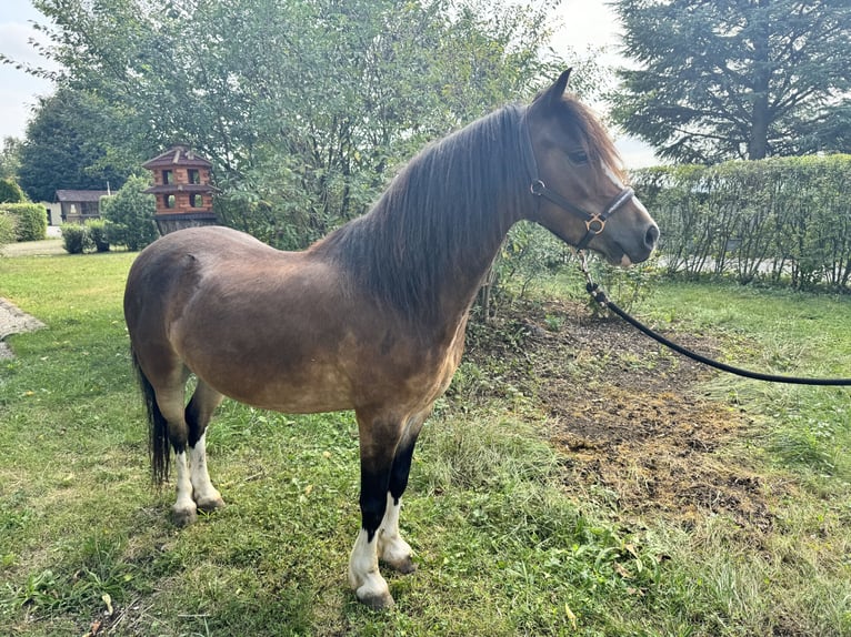 Galés-A Caballo castrado 6 años 115 cm Castaño in Amstetten