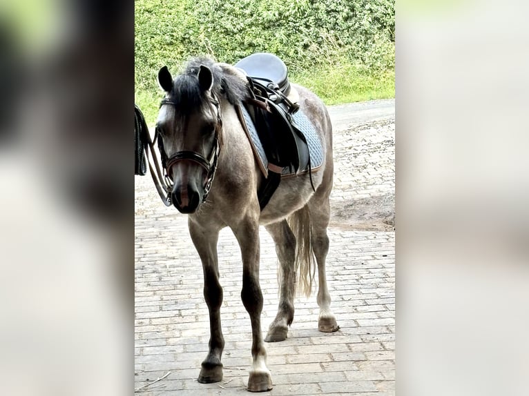 Galés-A Caballo castrado 6 años 115 cm Musgo in Staufenberg