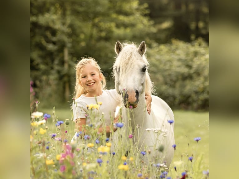 Galés-A Caballo castrado 6 años 116 cm Tordo in Zutphen