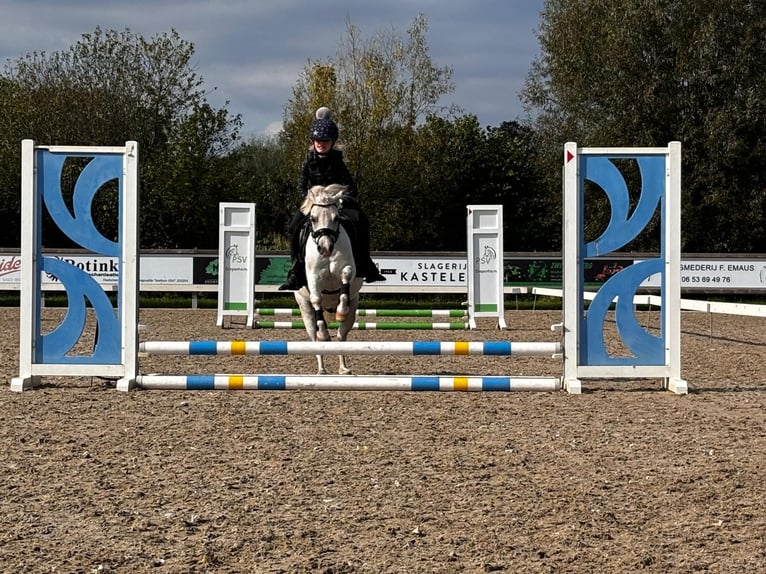 Galés-A Caballo castrado 6 años 116 cm Tordo in Zutphen