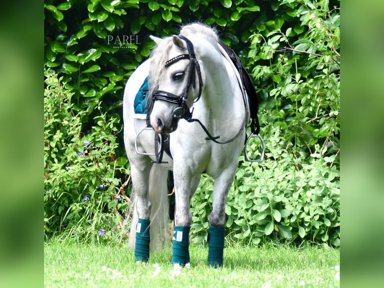 Galés-A Caballo castrado 6 años 116 cm Tordo in Zutphen