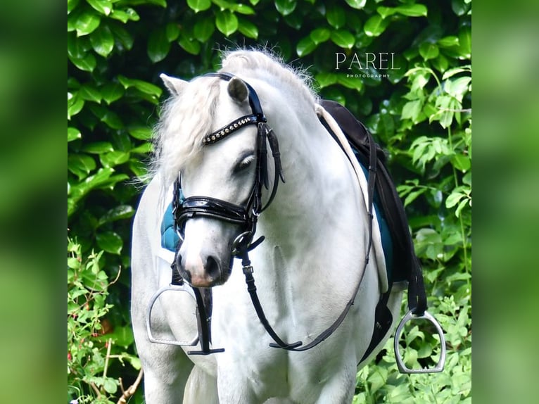 Galés-A Caballo castrado 6 años 116 cm Tordo in Zutphen