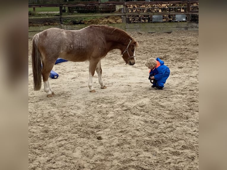 Galés-A Caballo castrado 6 años 117 cm Ruano alazán in Beerze