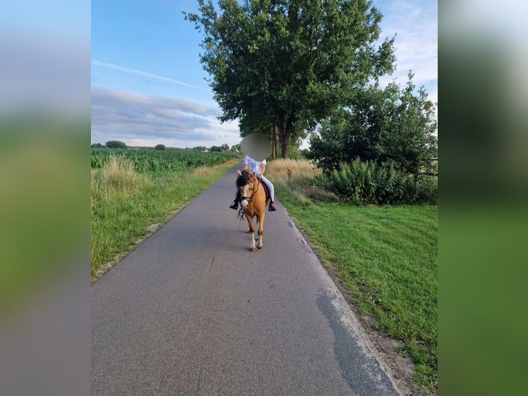 Galés-A Caballo castrado 6 años 118 cm Buckskin/Bayo in Thedinghausen