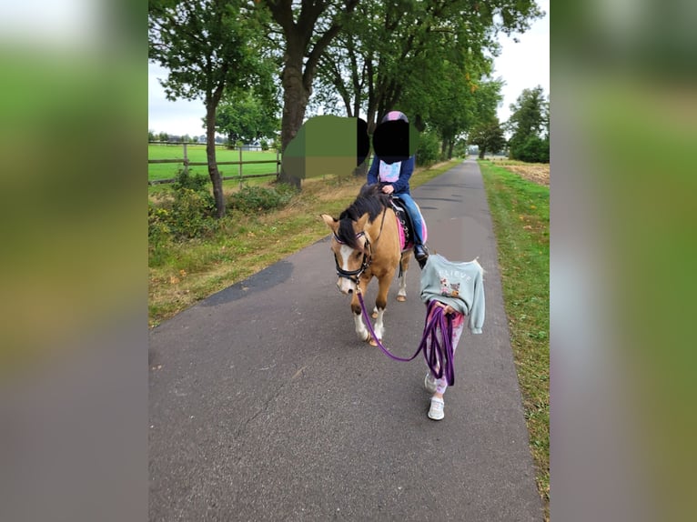 Galés-A Caballo castrado 6 años 118 cm Buckskin/Bayo in Thedinghausen