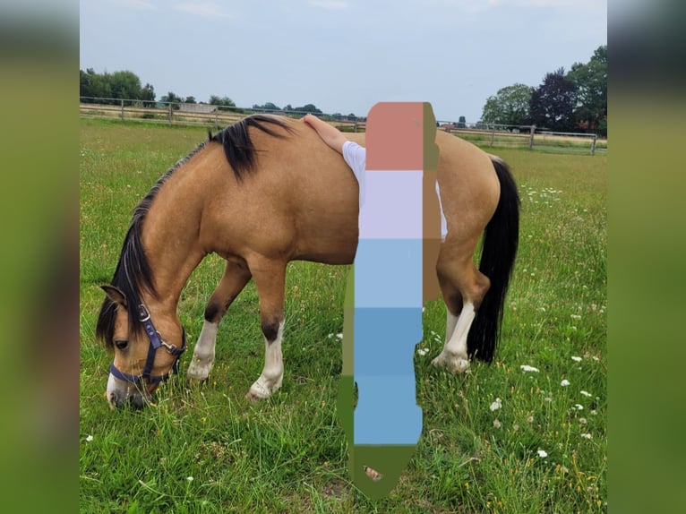 Galés-A Caballo castrado 6 años 118 cm Buckskin/Bayo in Thedinghausen