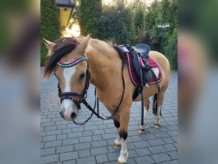 Galés-A Caballo castrado 6 años 118 cm Buckskin/Bayo in Thedinghausen