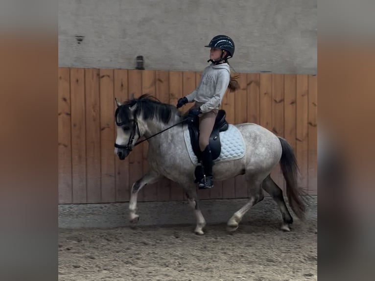 Galés-A Caballo castrado 6 años 119 cm Tordo in Vojens
