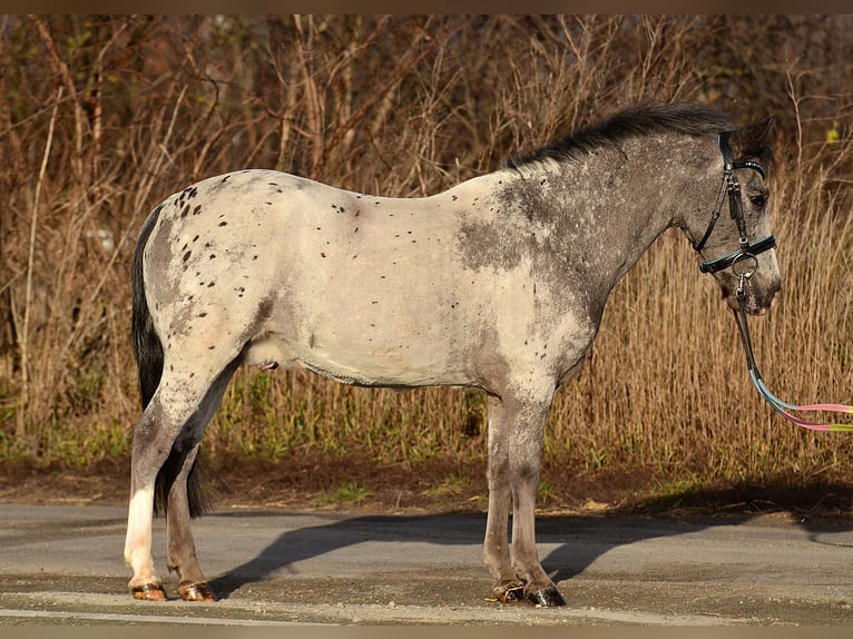 Galés-A Caballo castrado 6 años 120 cm Atigrado/Moteado in RADZIEJÓW