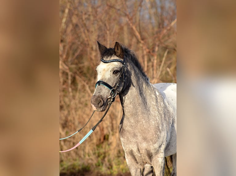 Galés-A Caballo castrado 6 años 120 cm Atigrado/Moteado in RADZIEJÓW