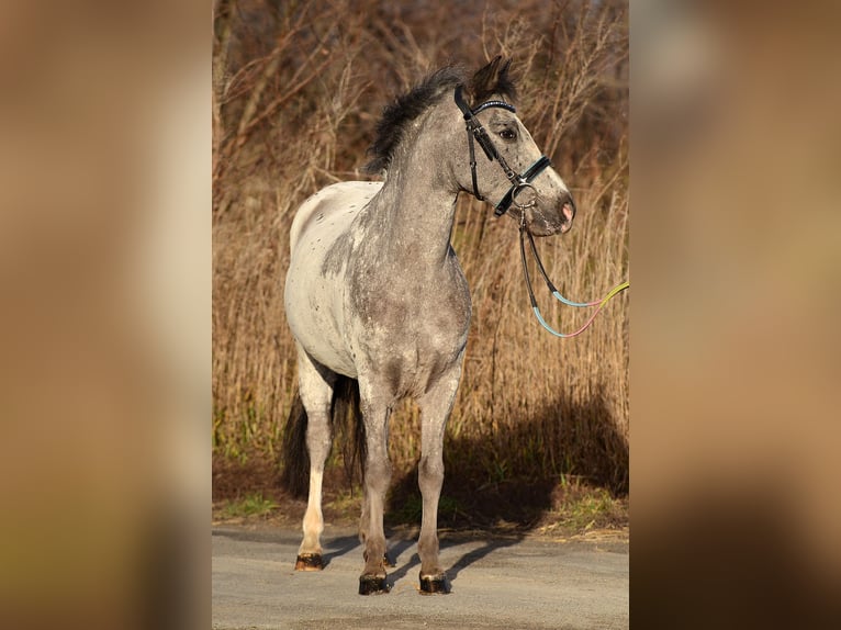 Galés-A Caballo castrado 6 años 120 cm Atigrado/Moteado in RADZIEJÓW