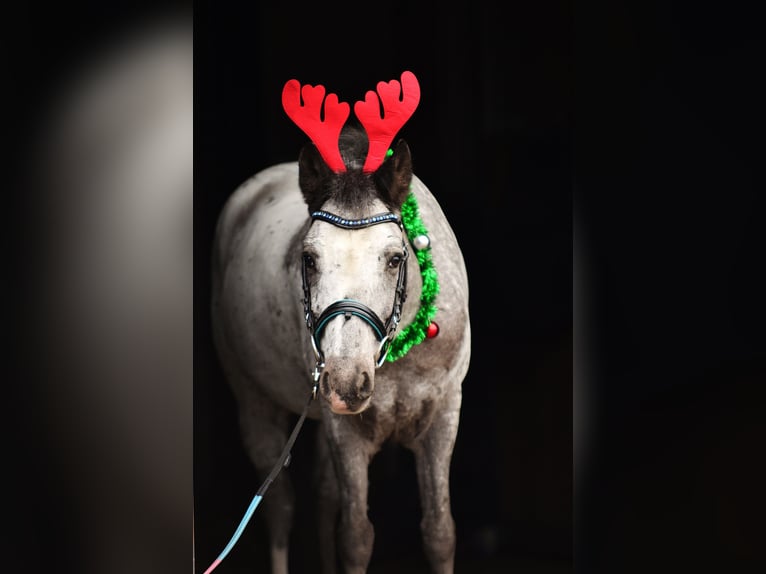 Galés-A Caballo castrado 6 años 120 cm Atigrado/Moteado in RADZIEJÓW