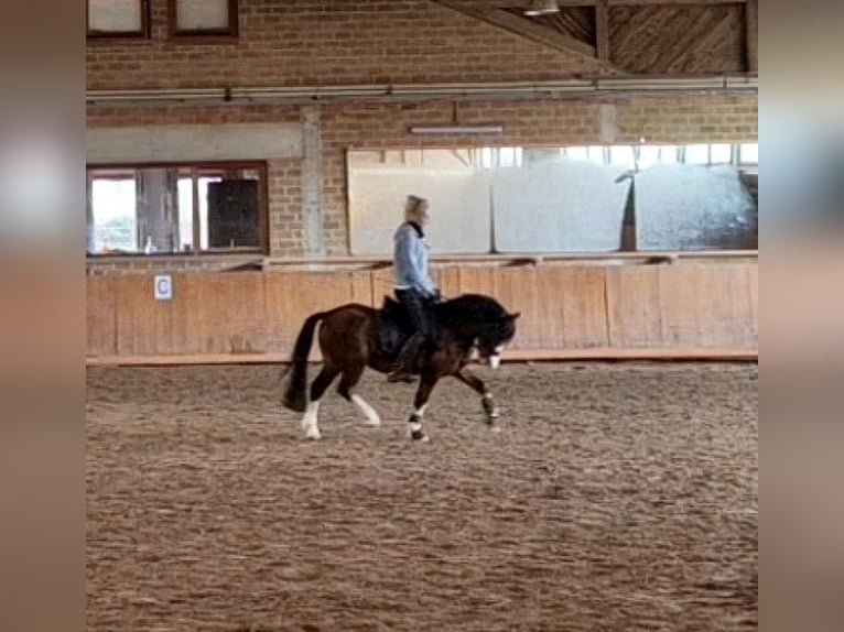 Galés-A Caballo castrado 6 años 120 cm Castaño in Schwalmstadt