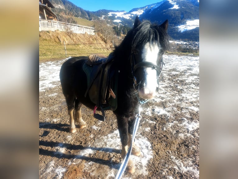 Galés-A Caballo castrado 6 años 120 cm Negro in Alpbach